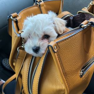 Meet your Posher, Angie